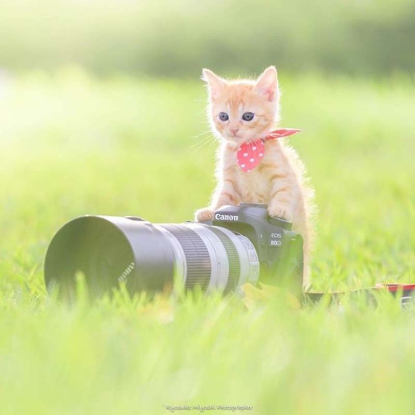 Kittens and cameras: a cute photo series of a photographer from Japan