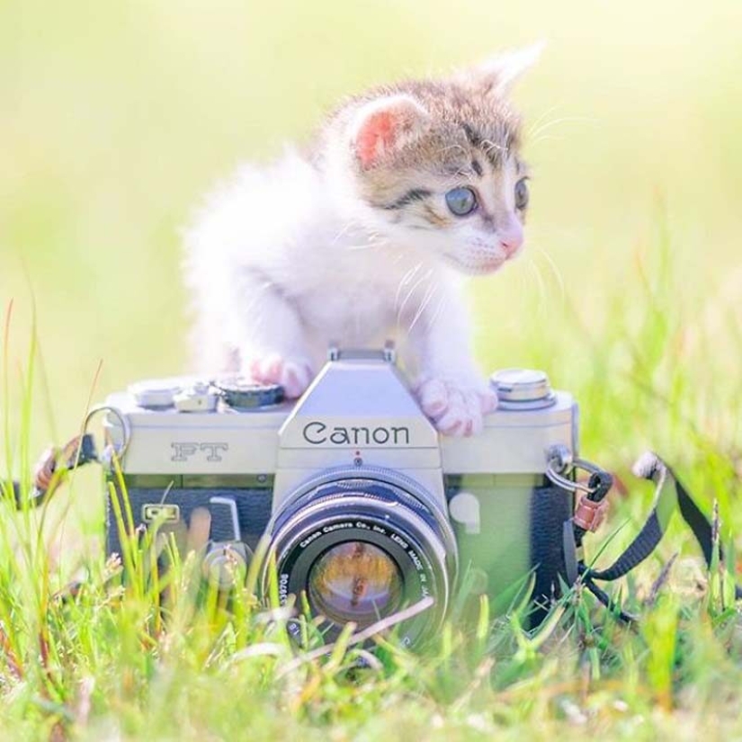 Kittens and cameras: a cute photo series of a photographer from Japan