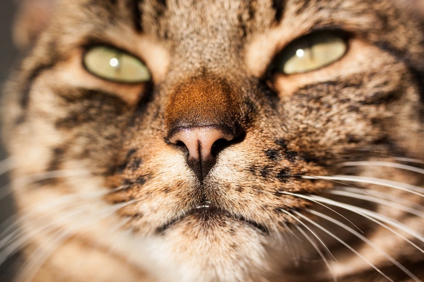 Kote-facts. About what you didn't know about whiskered pets!