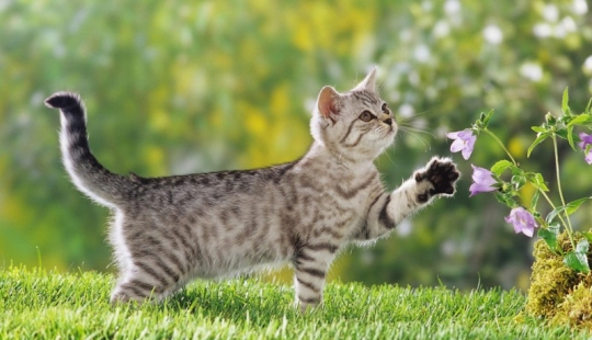 Kote-hechos. ¡Sobre lo que no sabías de las mascotas bigotudas! Kote-hechos. ¡Sobre lo que no sabías de las mascotas bigotudas!