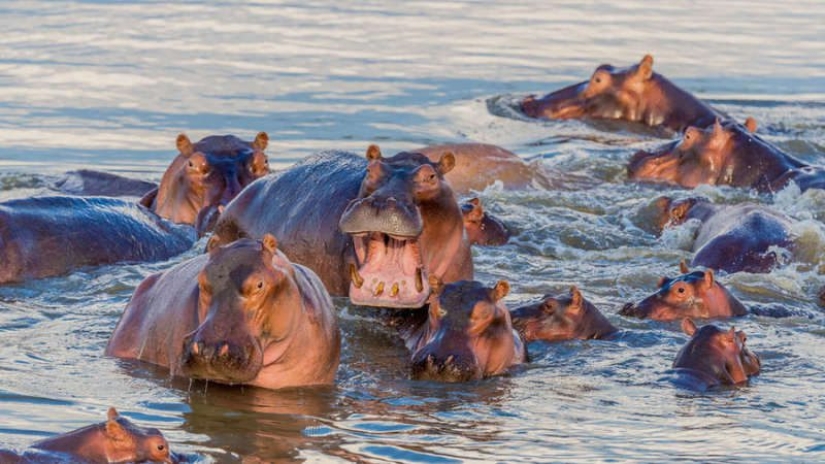 La cocaína hipopótamos de Colombia, Ambientales o de sabotaje Escobar
