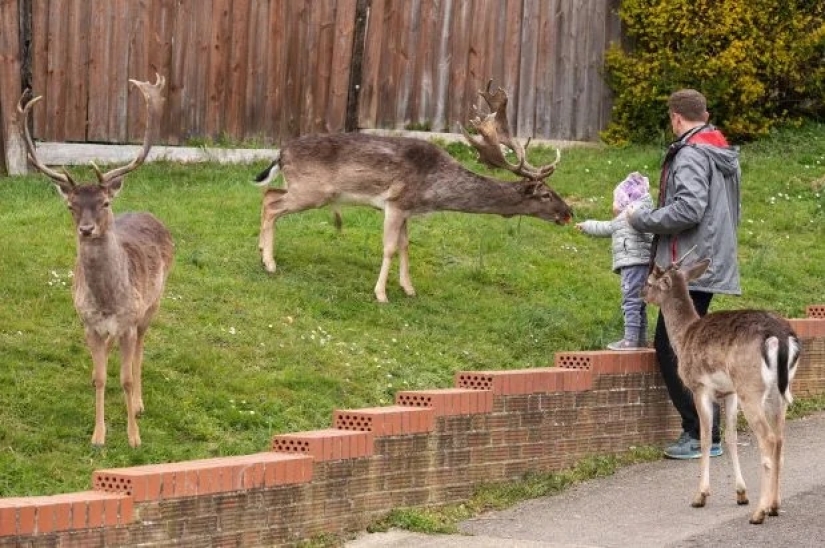 La cuarentena es para las personas, caminar es para los animales: las calles de las ciudades británicas están llenas de ciervos y cabras