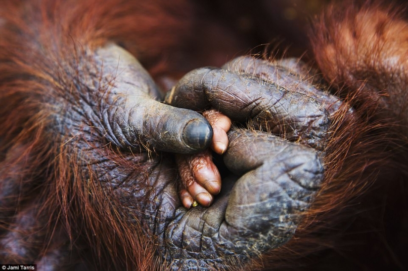 La foto más conmovedora de los mejores trabajos del concurso Fotógrafo de Vida Silvestre del Año