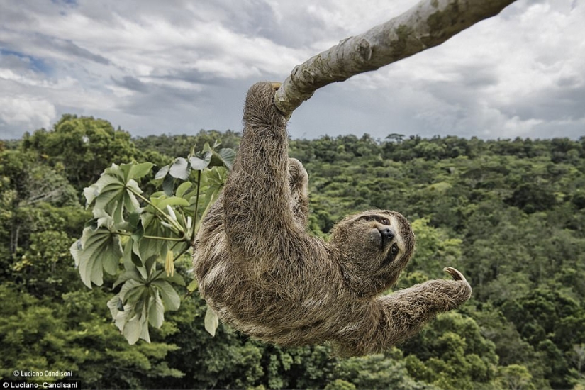 La foto más conmovedora de los mejores trabajos del concurso Fotógrafo de Vida Silvestre del Año