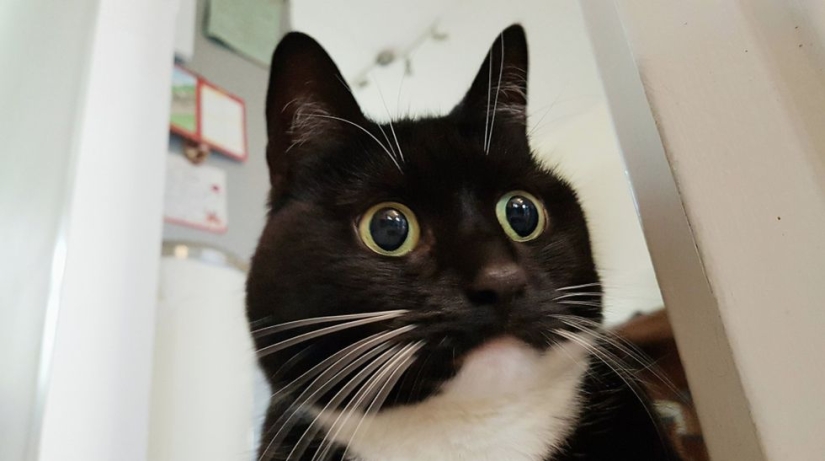 La gata aturdida Zelda gana corazones en Internet con su aspecto extraño