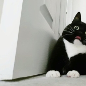 La gata aturdida Zelda gana corazones en Internet con su aspecto extraño