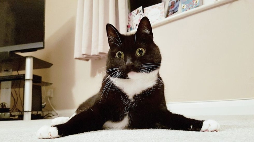 La gata aturdida Zelda gana corazones en Internet con su aspecto extraño