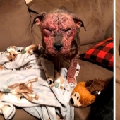 La gente cariñosa salió con un perro enfermo y aquí está su increíble transformación unos meses después