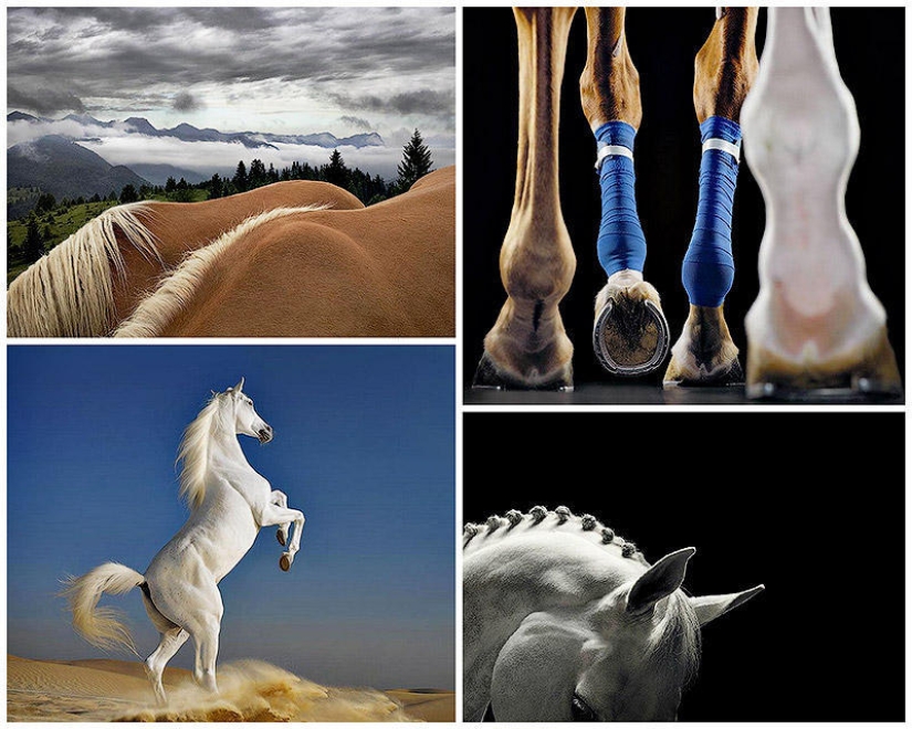 La gracia de los hermosos caballos en el proyecto fotográfico Equus