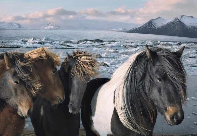 La gracia de los hermosos caballos en el proyecto fotográfico Equus