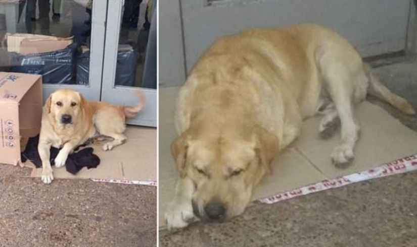 La historia de Hachiko se repite: un perro fiel espera a su amo cerca del hospital, sin saber que el hombre ha muerto