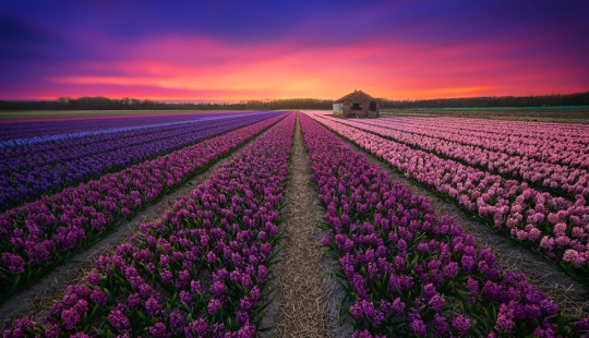 La increíble belleza de Holanda