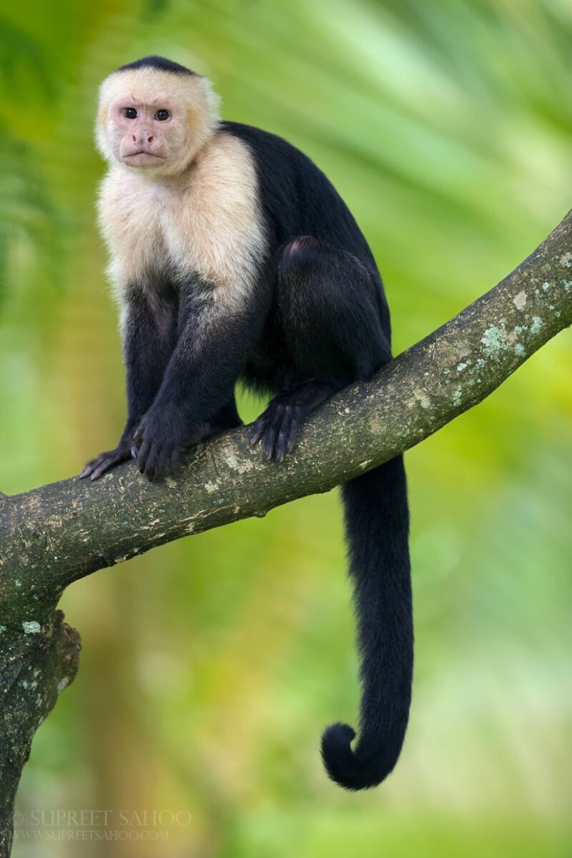 La increíble habitantes de los bosques tropicales de Costa Rica, en el lente de la Suprita sahoo