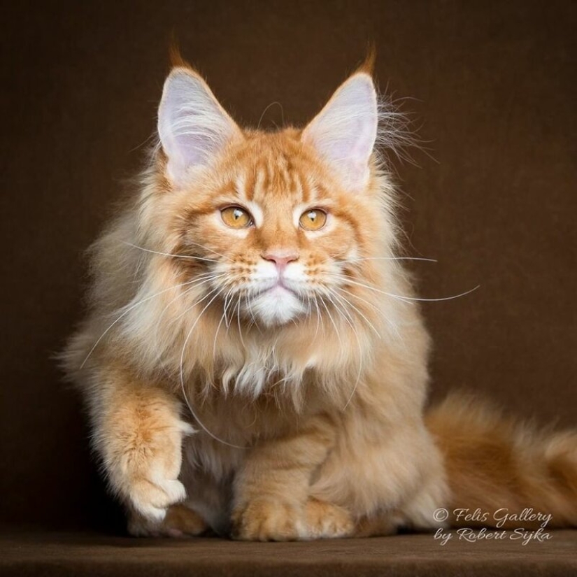 La magia de la belleza mankulov, el más grande de los gatos