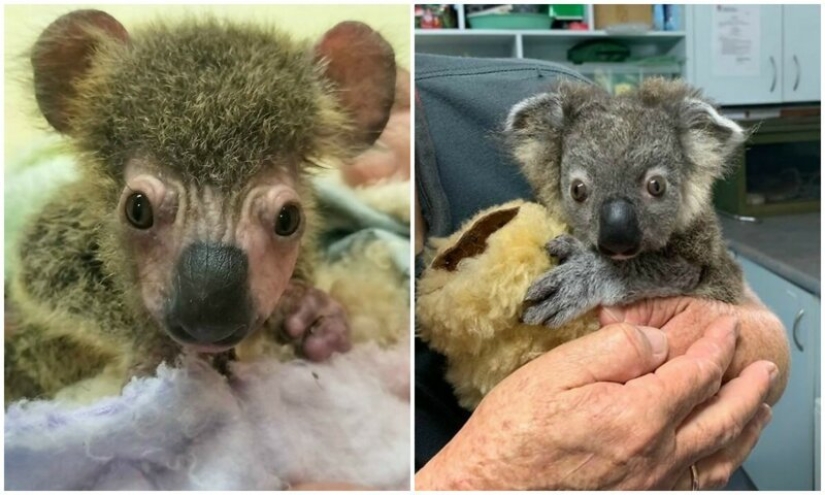 La milagrosa transformación de un bebé koala rescatado de los incendios australianos