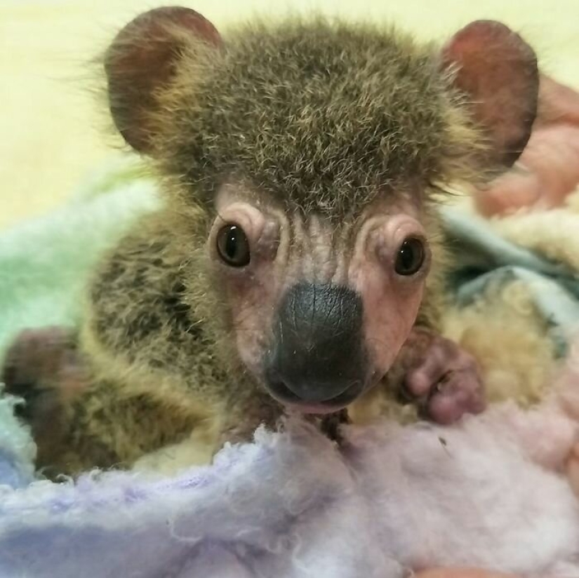 La milagrosa transformación de un bebé koala rescatado de los incendios australianos