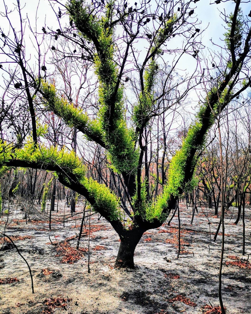 La naturaleza de Australia comenzó a revivir después de los incendios