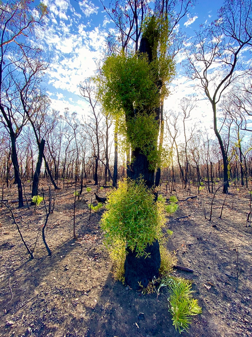 La naturaleza de Australia comenzó a revivir después de los incendios