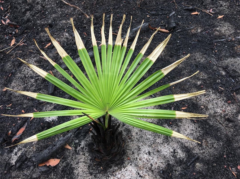 La naturaleza de Australia comenzó a revivir después de los incendios