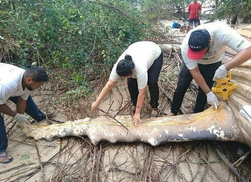 La naturaleza ha arrojado un enigma: se descubrió una ballena de 10 metros en la selva amazónica