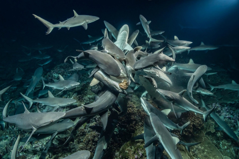 "La naturaleza no tiene piedad, pero no hay odio en ella": el fotógrafo lleva 4 años fotografiando cómo caza una manada de tiburones
