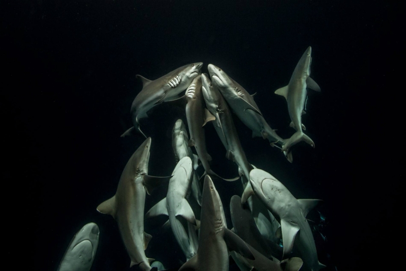 "La naturaleza no tiene piedad, pero no hay odio en ella": el fotógrafo lleva 4 años fotografiando cómo caza una manada de tiburones