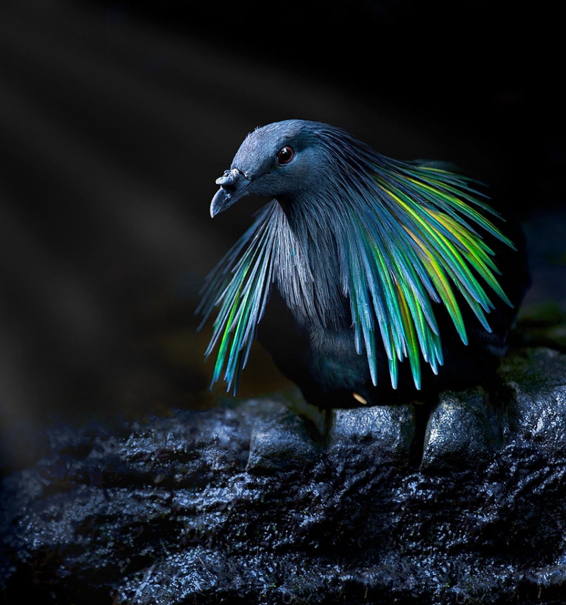 La paloma de crin es el pariente más cercano del pájaro dodo.
