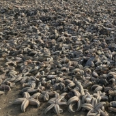 La tormenta Emma arrojó decenas de miles de animales marinos muertos en las costas británicas