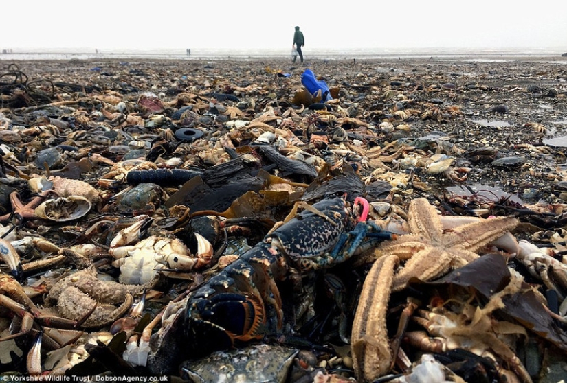 La tormenta Emma arrojó decenas de miles de animales marinos muertos en las costas británicas