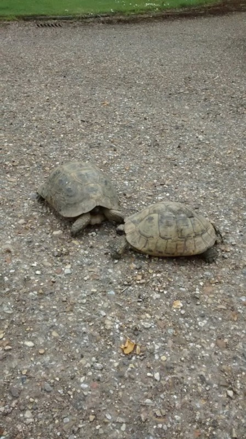 La tortuga fugitiva fue encontrada de acuerdo con un "boceto" compilado por una anfitriona de 9 años