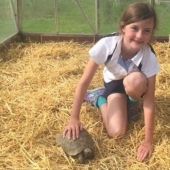 La tortuga fugitiva fue encontrada de acuerdo con un "boceto" compilado por una anfitriona de 9 años