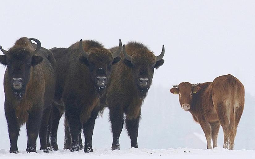 La vaca polaca, que se suponía que debía ser enviada al matadero, huyó al bosque y vive con bisontes