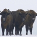 La vaca polaca, que se suponía que debía ser enviada al matadero, huyó al bosque y vive con bisontes