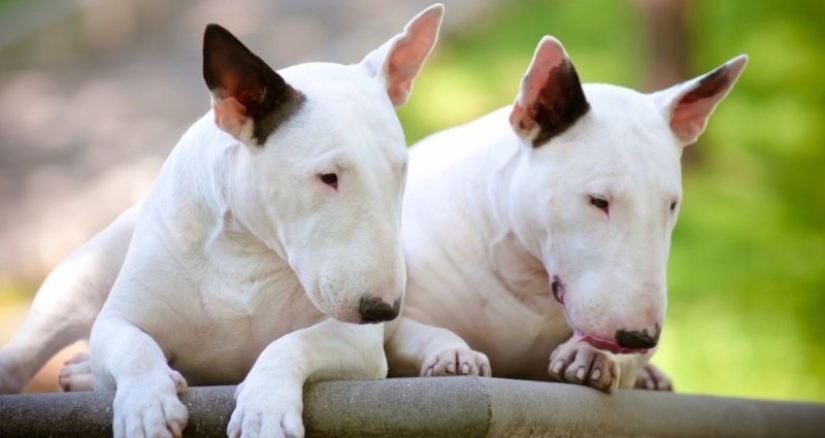 La verdad y los mitos sobre bull Terriers, los perros más demonizados del mundo