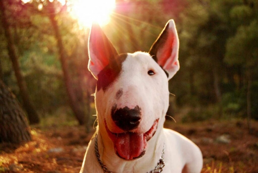 La verdad y los mitos sobre bull Terriers, los perros más demonizados del mundo