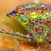 La vida de los insectos: increíble fotografía macro por Alexander Mette