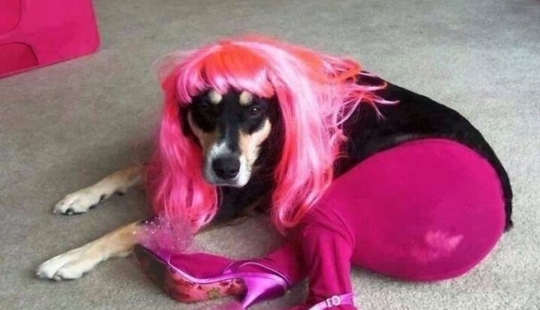 La vida secreta de las mascotas mientras estás fuera por un tiempo La vida secreta de las mascotas mientras estás fuera por un tiempo