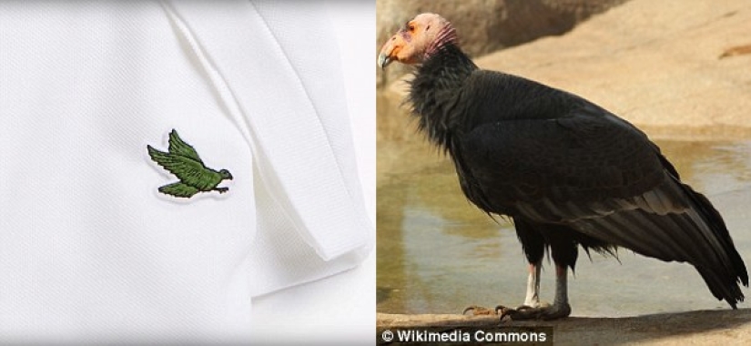 Lacoste lanzará un polo, donde el cocodrilo en el logotipo será reemplazado por especies de animales en peligro de extinción