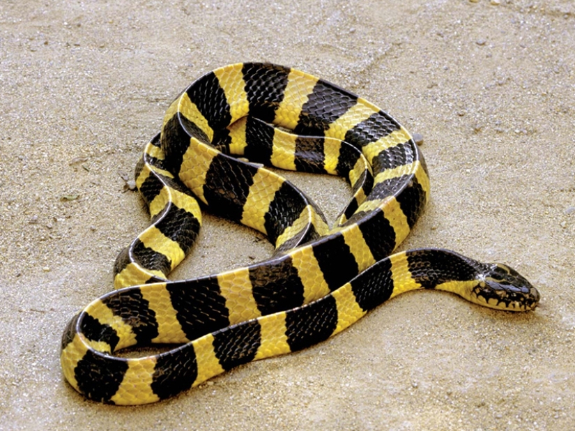 Las 10 serpientes más peligrosas del mundo
