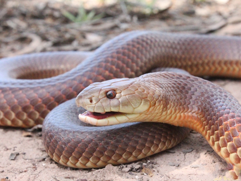 Las 10 serpientes más peligrosas del mundo