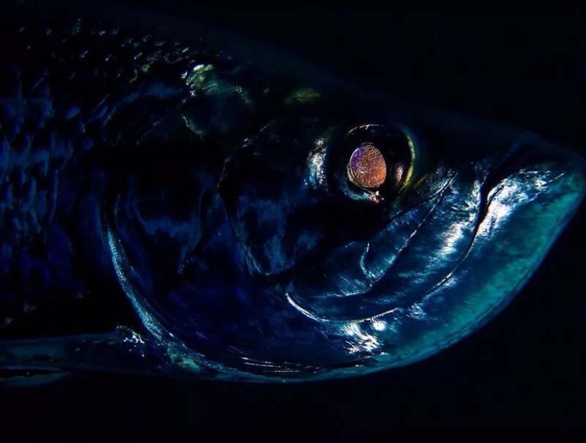 las 12 mejores fotos submarinas del concurso "A través de tu lente"