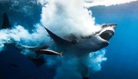 las 12 mejores fotos submarinas del concurso "A través de tu lente"