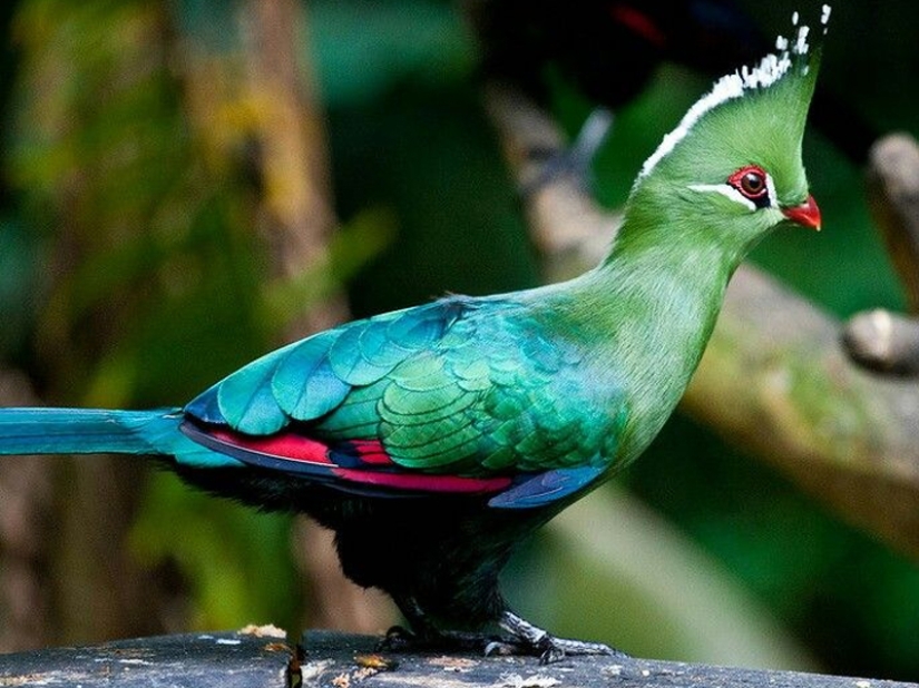¡Las 15 aves más hermosas, cuya vista te deja sin aliento!