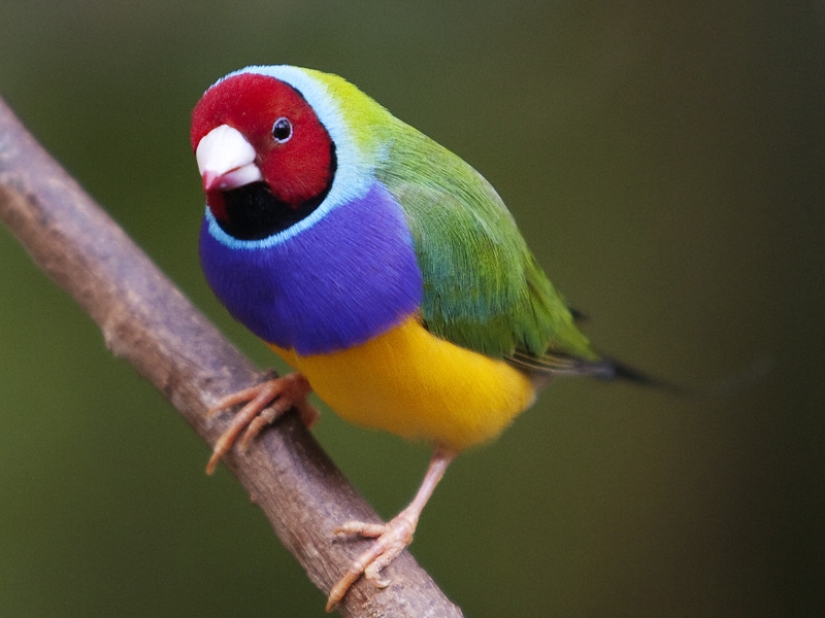 ¡Las 15 aves más hermosas, cuya vista te deja sin aliento!