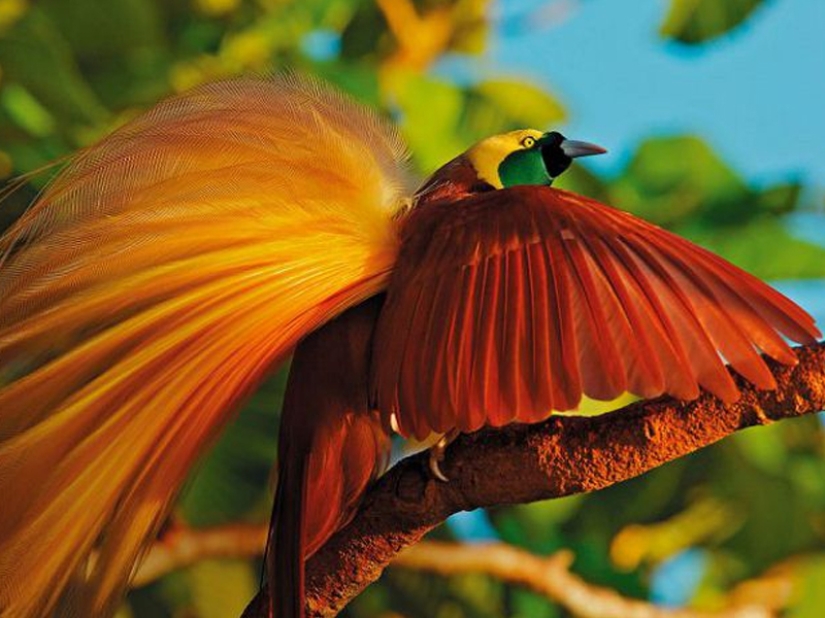 ¡Las 15 aves más hermosas, cuya vista te deja sin aliento!