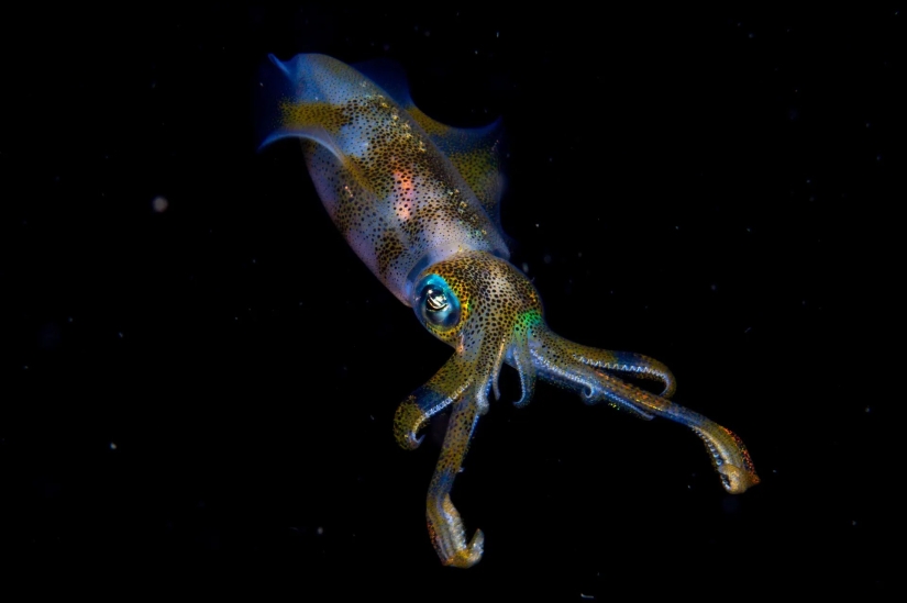 las 15 imágenes más impresionantes del concurso "Mejor Fotógrafo de Vida Silvestre 2019"