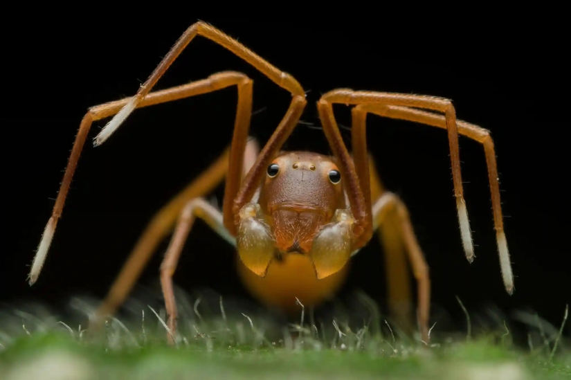 las 15 imágenes más impresionantes del concurso "Mejor Fotógrafo de Vida Silvestre 2019"