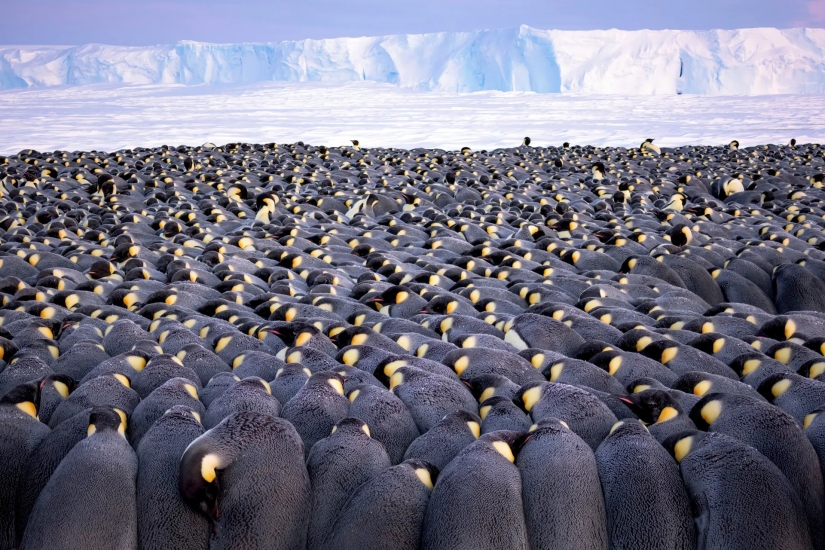 las 15 imágenes más impresionantes del concurso "Mejor Fotógrafo de Vida Silvestre 2019"