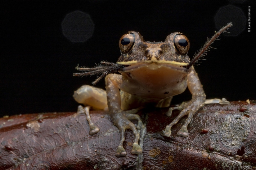 Las 25 Mejores Tomas de Vida Silvestre de 2019