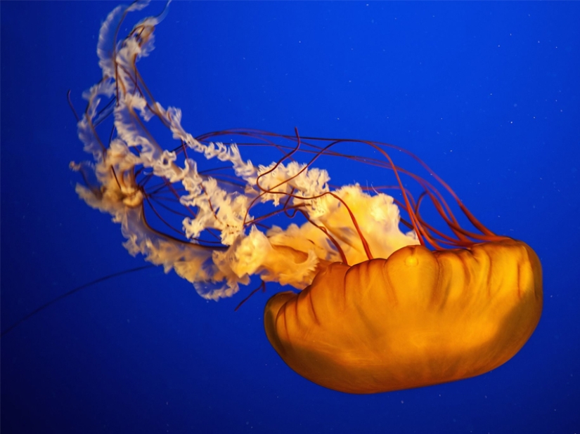 Las 7 medusas más peligrosas del mundo submarino